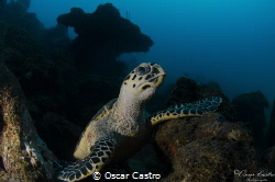 hawksbill turtle, Veracruz Mexico by Oscar Castro 